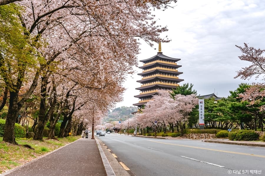 Cherry blossoms framing the Jungdo Tower at Hwangnyongwon, Gyeongju