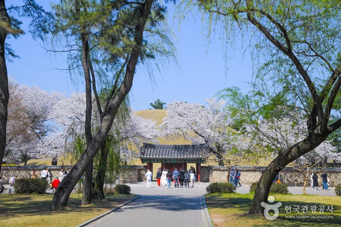 Daereungwon Tomb Complex royal burial mounds in Gyeongju (view 3)