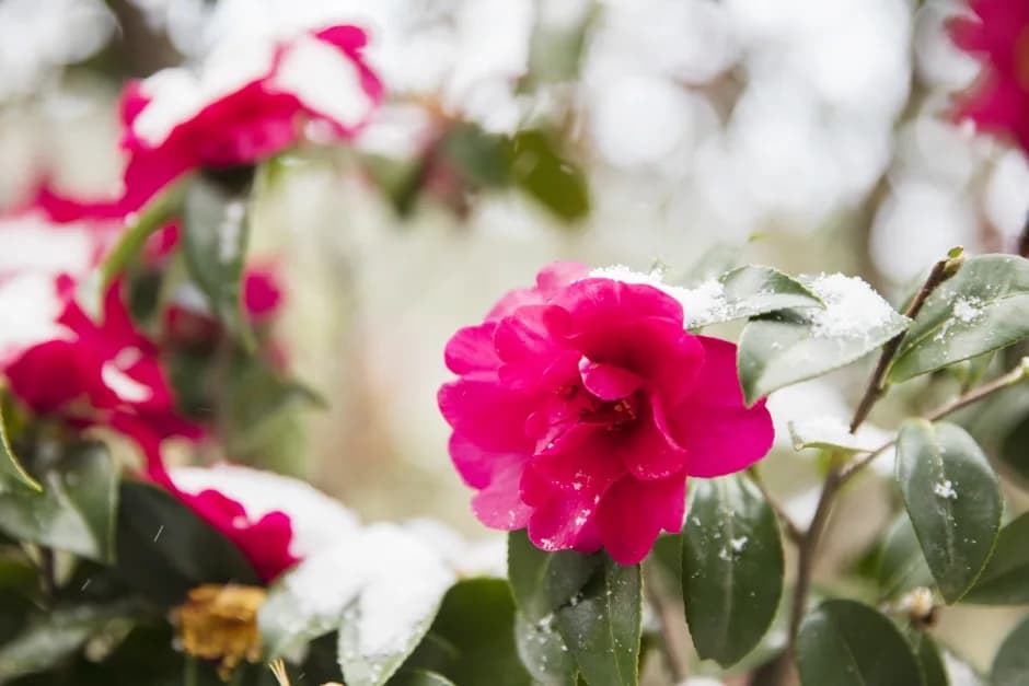 Snow-dusted red camellia blossoms at the 1004 Island Bonsai Garden, Sinan