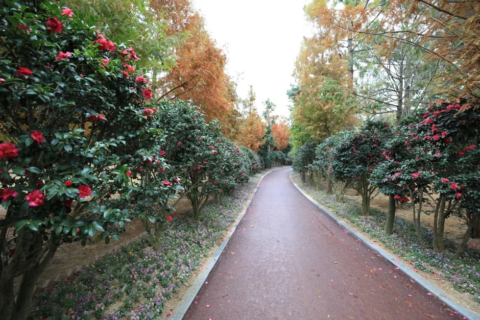 Camellia-lined autumn path through the 1004 Island Bonsai Garden, Sinan