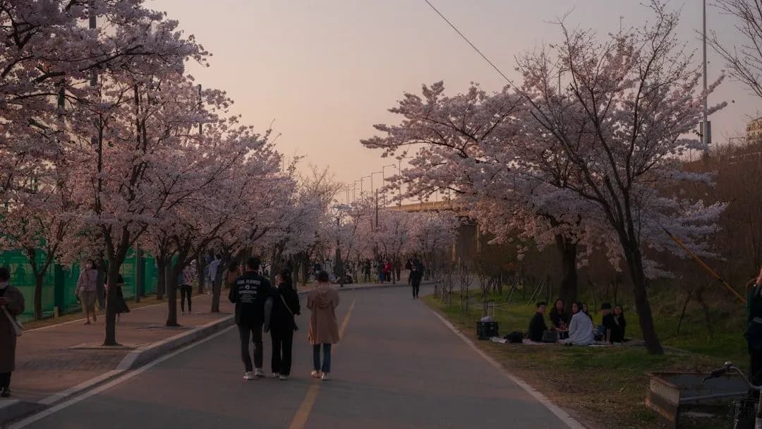 Cherry blossom path in Seoul Forest