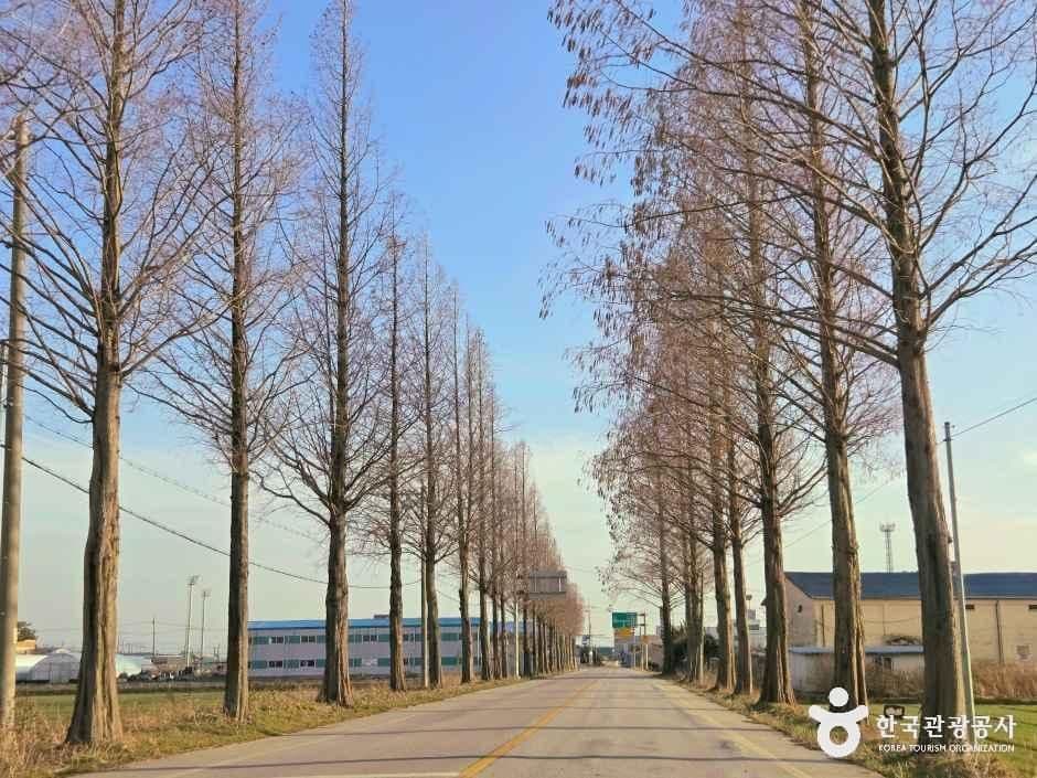 Metasequoia trees lining the country road in Juksan-myeon, Gimje