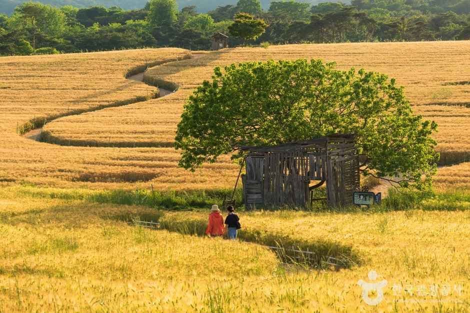 고창_보리나라 학원농장 (3)