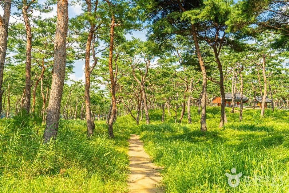 Pine grove walking path at Gomanaru riverside in Gongju