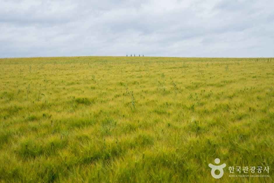 고창_보리나라 학원농장 (5)