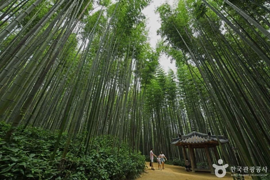 Towering bamboo grove with sunlit walking trail at Juknokwon in Damyang