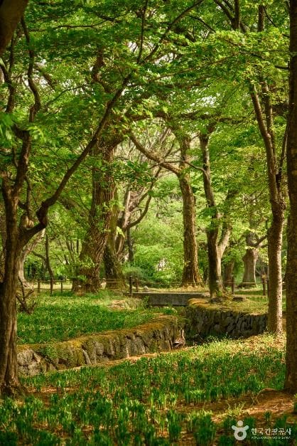 Gyerim Forest, the ancient woodland of the Kim Alji legend in Gyeongju (view 2)