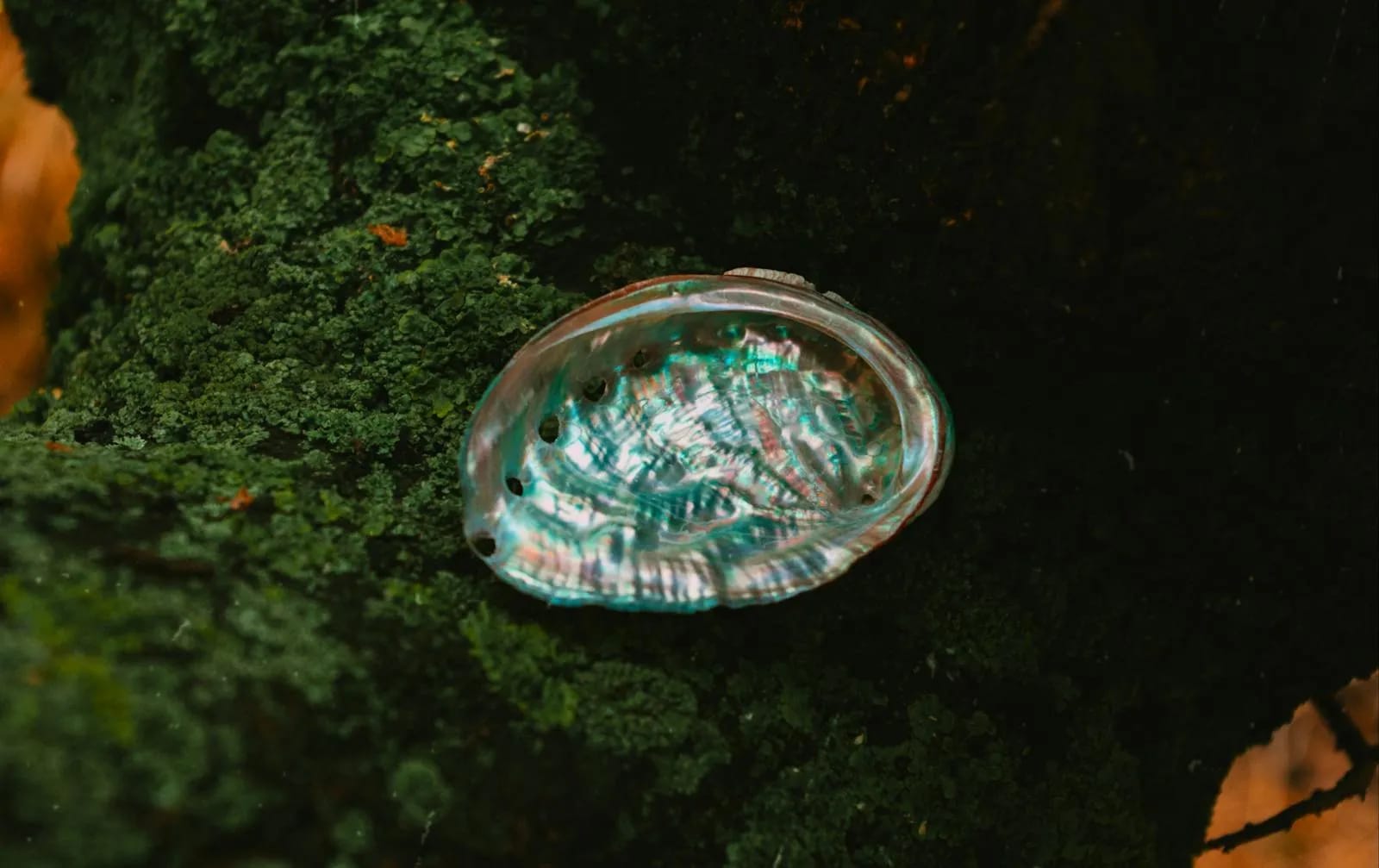 Iridescent inner layer of an abalone shell, the natural nacre that becomes najeon
