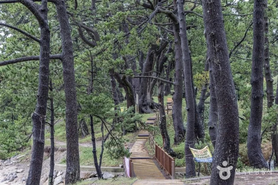 Old pine grove path behind Bungye Beach on Jaeun-do, Sinan