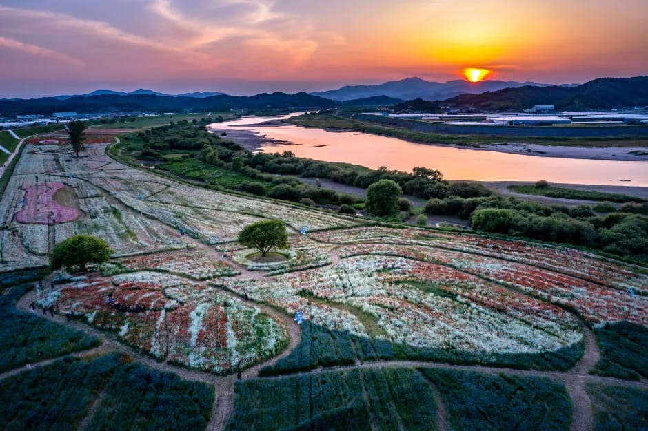 Red poppy fields blooming along the Agyang Levee in Haman in late spring