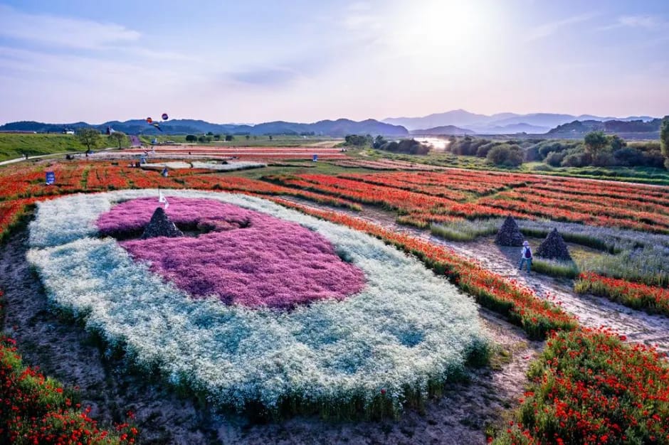 Agyang Levee flower corridor along the Nam River in Haman