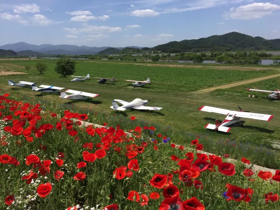 Walking path through the poppy and baby's breath fields at Agyang Levee, Haman