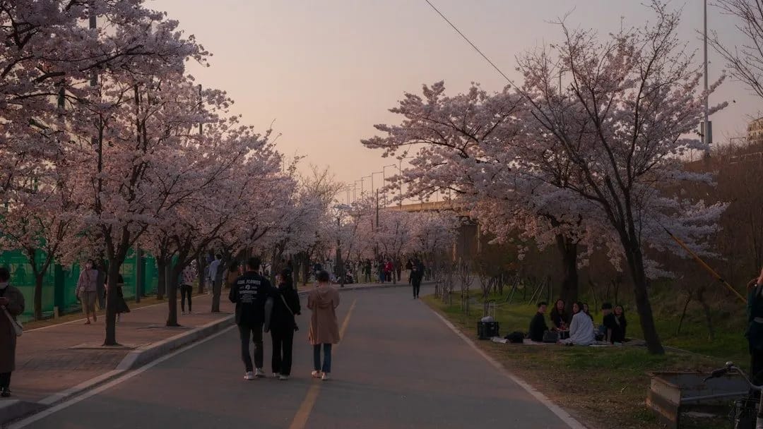 Cherry blossom path in Seoul Forest