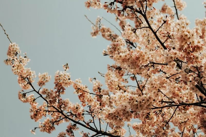 Cherry blossom tunnel at Yeouido Hangang Park